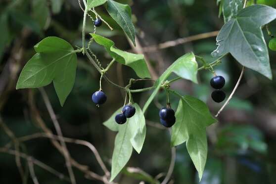 7.三角叶西番莲，一种野生的百香果，浆果直径约1公分，成熟时黑紫色，不甜也不酸