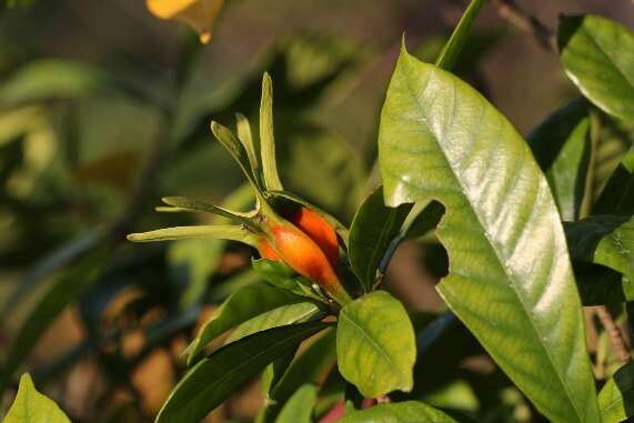 8.山黄栀，常绿大型灌木，花朵芬芳，成熟的浆果橘红色，可用来做染料，并可入药