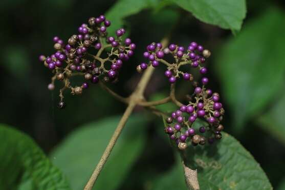 9.杜虹花，这一类的植物有很多种，为大型灌木，果实直径约0.3公分，成熟时紫色
