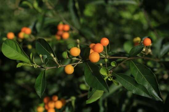 10.玛瑙珠，茄科的小灌木，成熟的果实橘黄色，一年四季可见，但不可误食