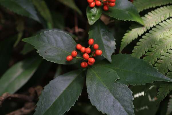 12.红果金粟兰，林荫下的小灌木，入冬後果实变为橘红色，令人惊艳