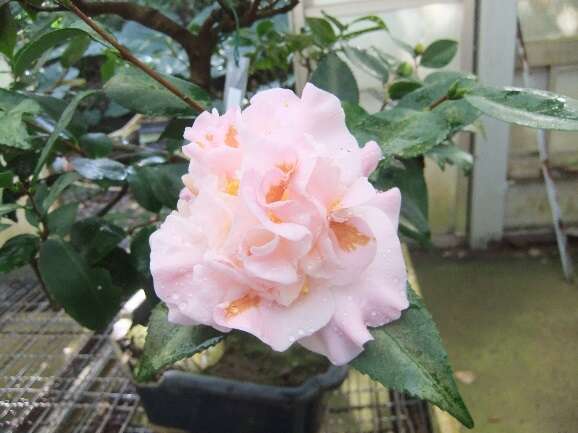 國色天香拚場 臺北茶花展1/19看誰最美！ 展期10天 系列活動精彩 賞花還能拿好康
