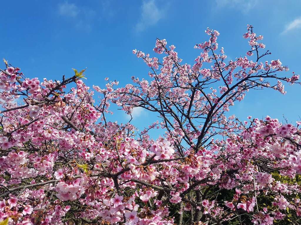 平菁街樱花绽放II.