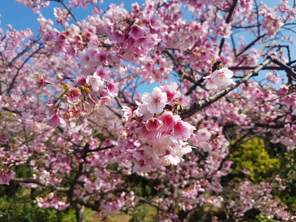 平菁街樱花绽放I