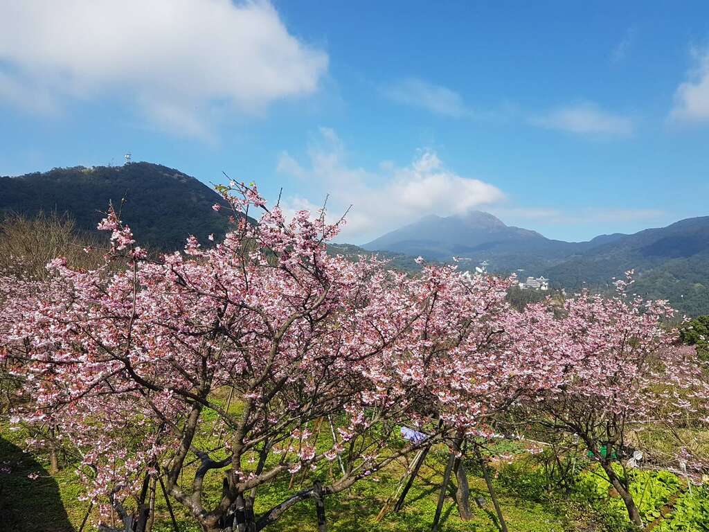 浪漫单车赏樱夯 铁马驿站春意浓