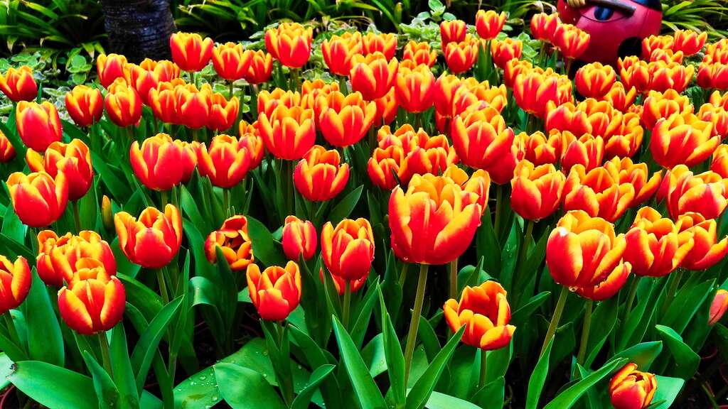 Tulips to Grace Shilin Official Residence Starting February 13