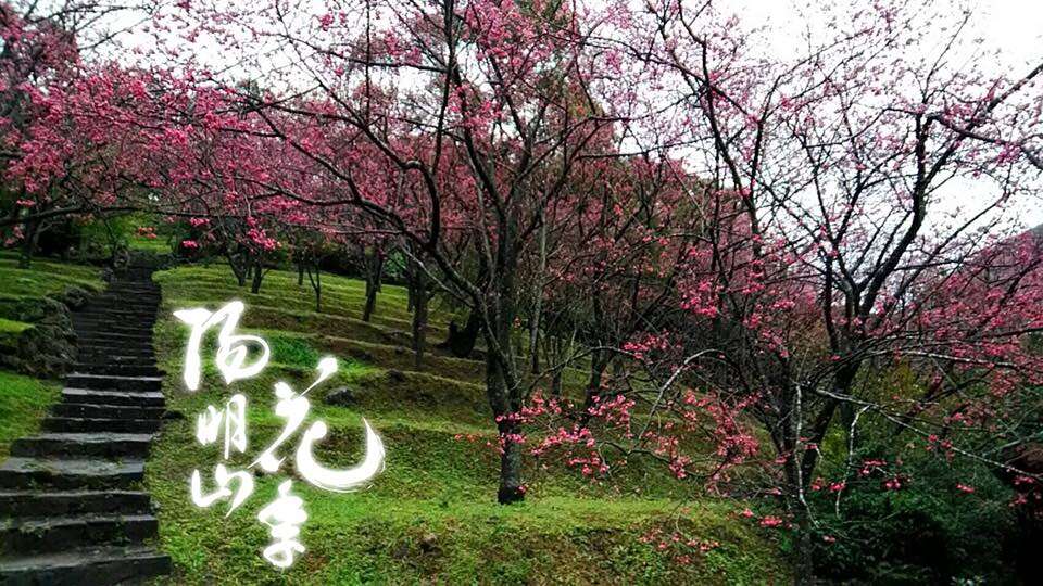 2018陽明山花祭り Yang Ming Shan Flower Festival