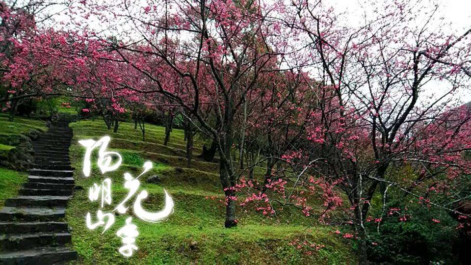 2018 양밍산 꽃축제 Yang Ming Shan Flower Festival