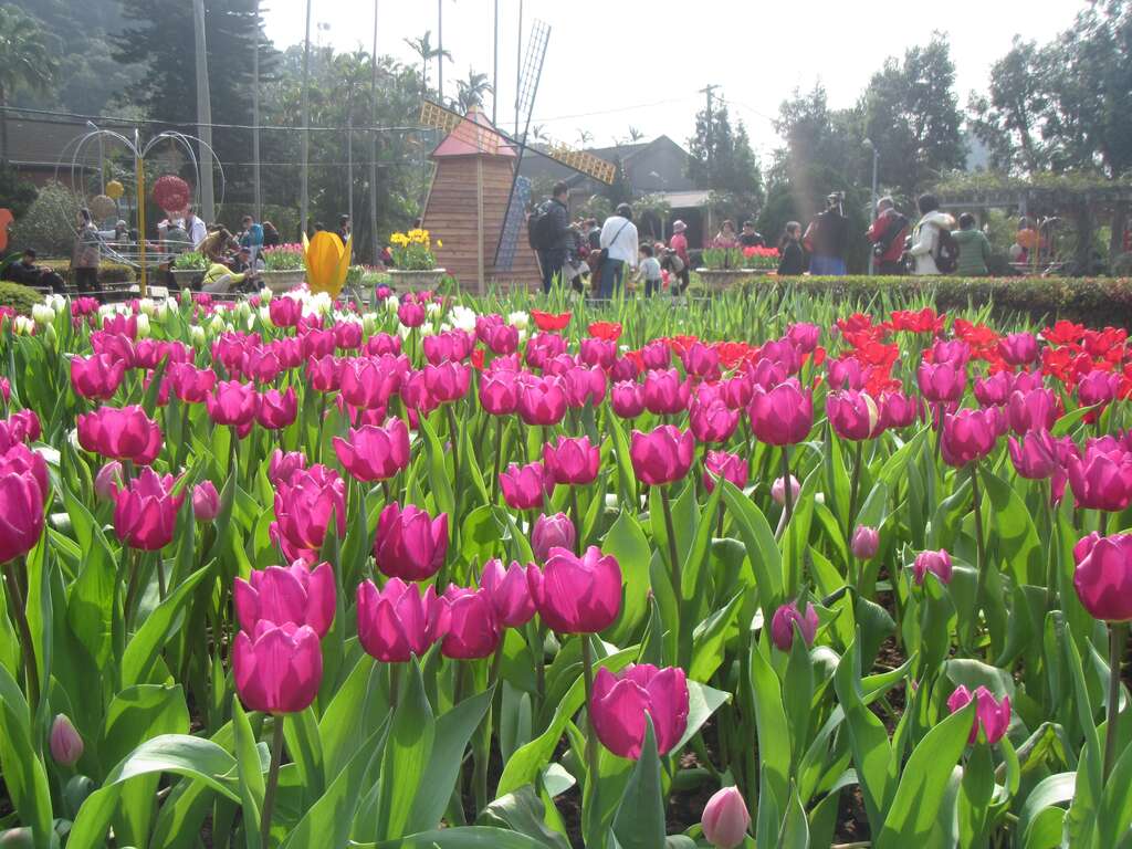 Pameran Bunga Tulip Kediaman Presiden Shilin ~ Temu Belanda