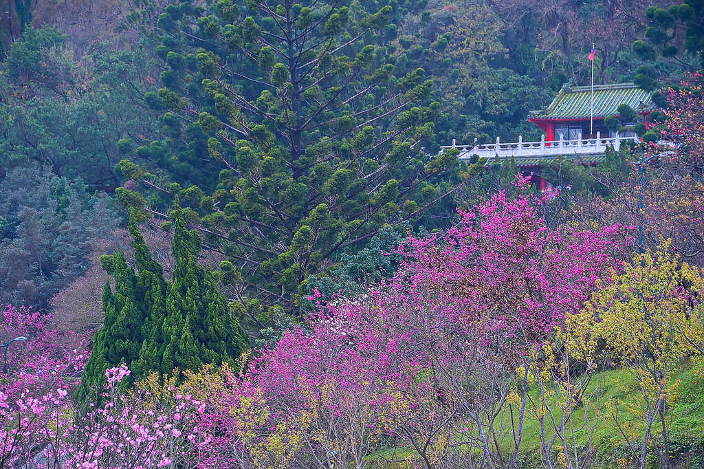 2018 Yangmingshan Flower Season Kicks off