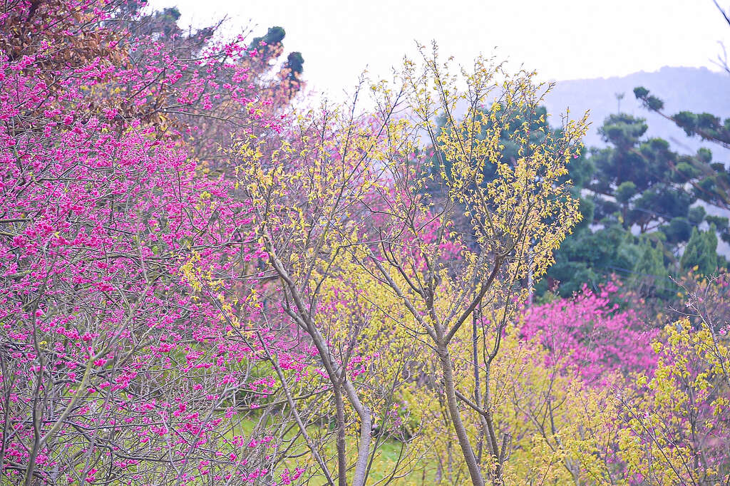 2018 Yangmingshan Flower Season Kicks off