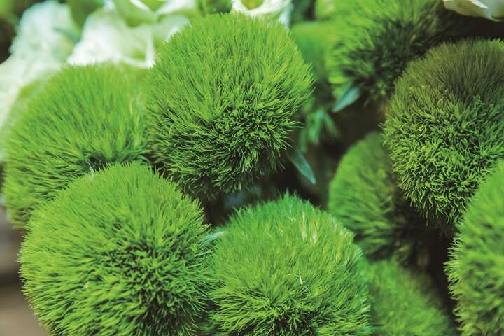 TAIPEI 春季号 2018 Vol.11 平凡なものを 素敵に変える  デザイナーの手が創る 生活のぬくもり