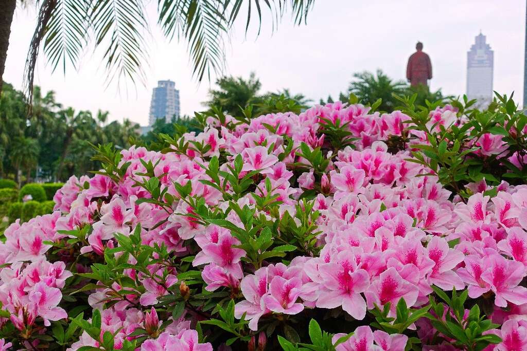 2018台北杜鹃花季 打卡地点特搜