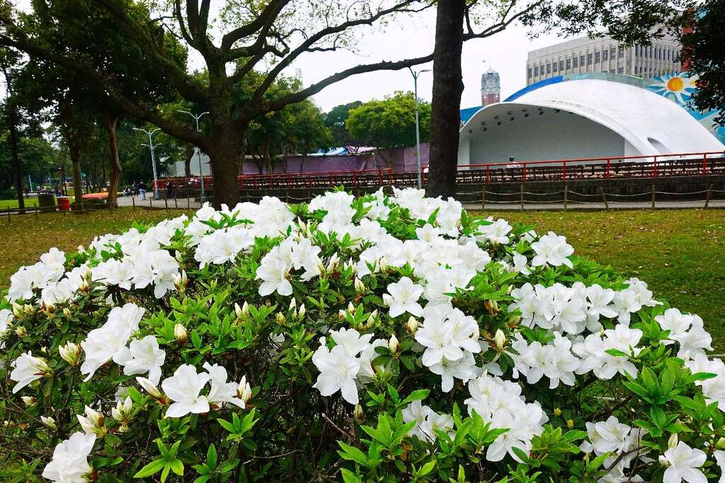 2018台北杜鹃花季 打卡地点特搜