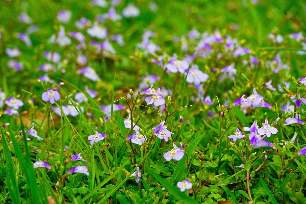 2018台北杜鹃花季 打卡地点特搜