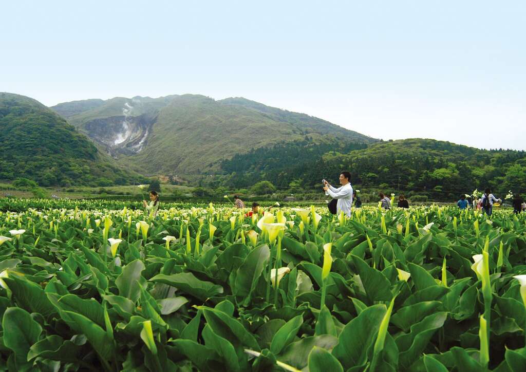一日竹子湖 大地處推薦遊溪賞海芋