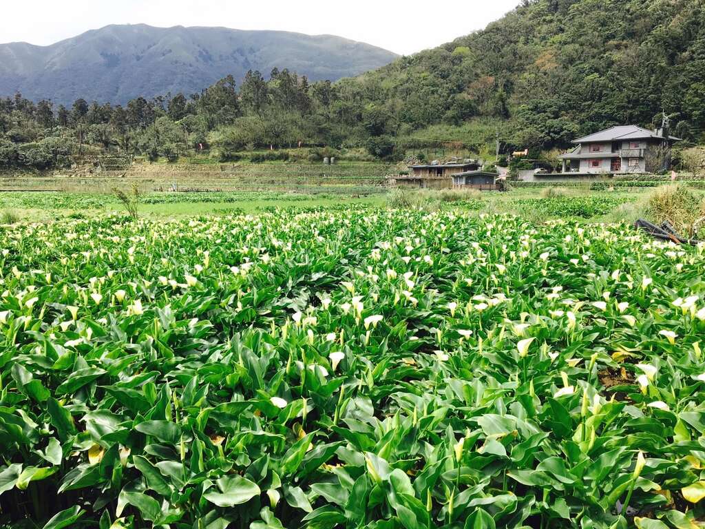 一日竹子湖 大地處推薦遊溪賞海芋