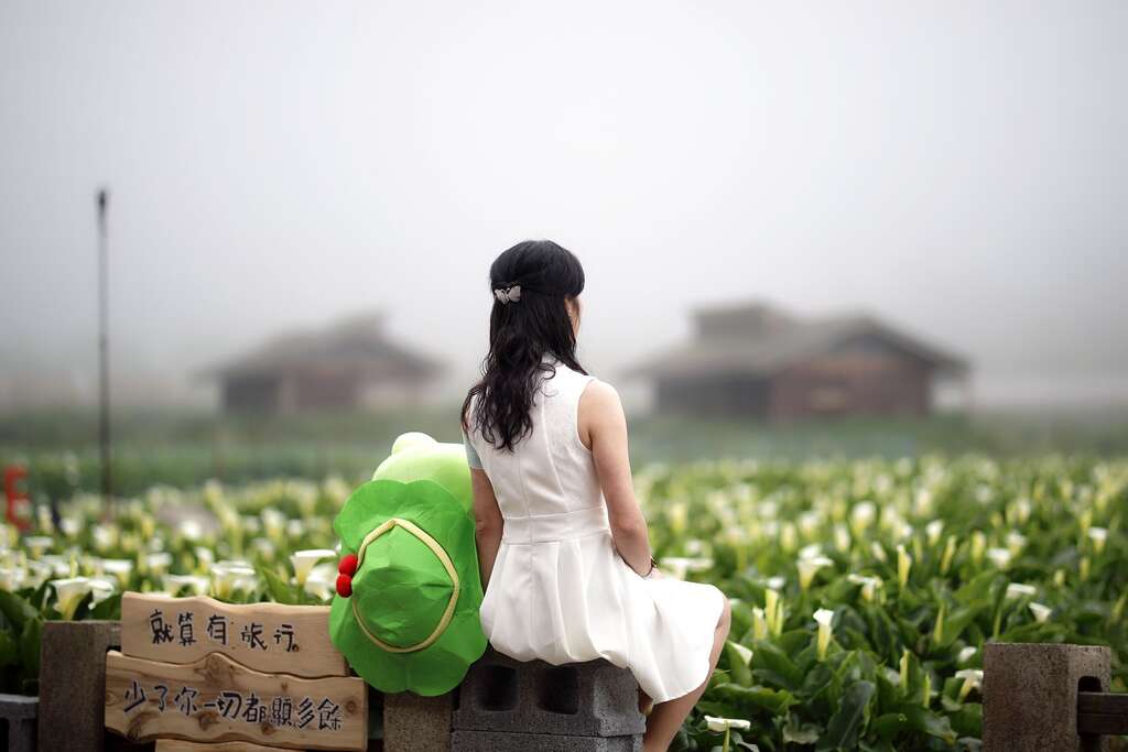 2018竹子湖海芋季