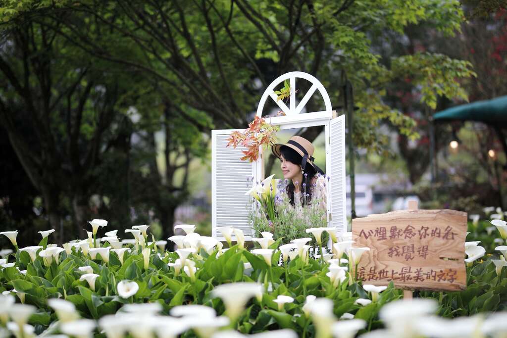 2018竹子湖海芋季