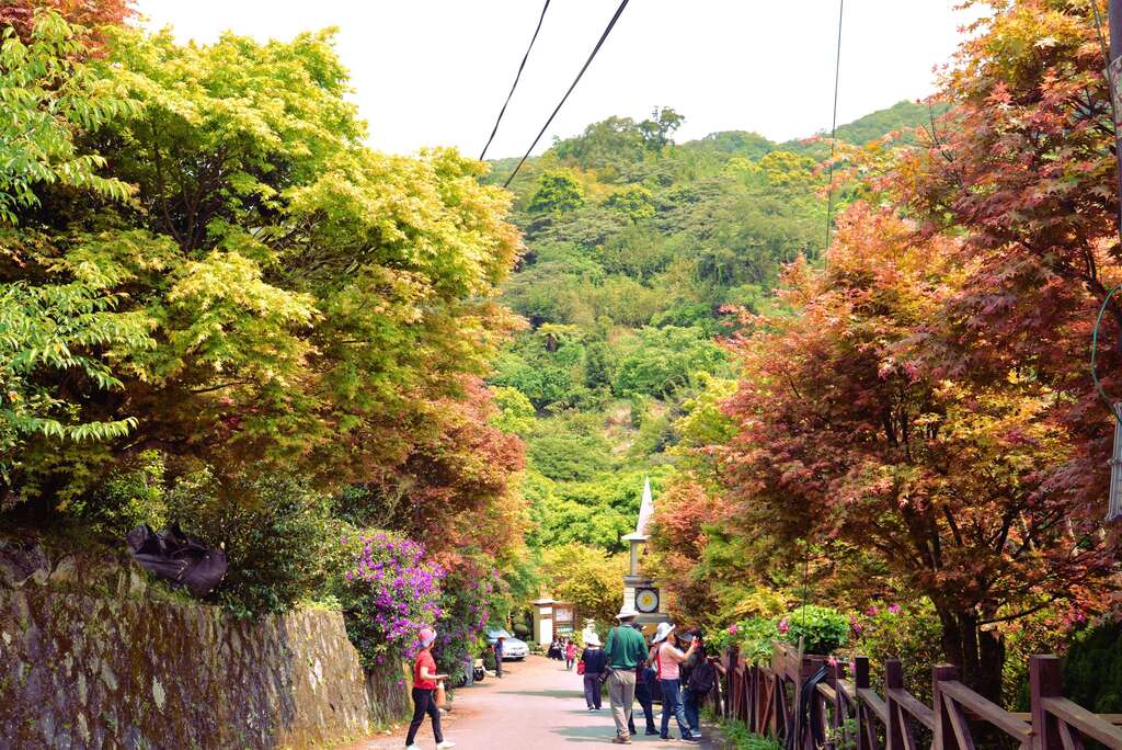 森林療癒正夯　士林菁山賞槭紅紓壓